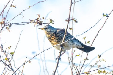 Bir tarla, Turdus pilaris, güz mevsiminde dikenli çalılıklarda böğürtlen yiyen kuş..