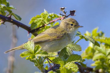 Yaygın bir chiffchaff kuşunun yakın çekimi Phylloscopus collybita, güzel bir yaz akşamında yeşil, canlı bir arka planda yumuşak bir ışık ile şarkı söylüyor..