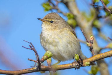 Yaygın bir chiffchaff kuşunun yakın çekimi Phylloscopus collybita, güzel bir yaz akşamında yeşil, canlı bir arka planda yumuşak bir ışık ile şarkı söylüyor..