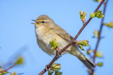Yaygın bir chiffchaff kuşunun yakın çekimi Phylloscopus collybita, güzel bir yaz akşamında yeşil, canlı bir arka planda yumuşak bir ışık ile şarkı söylüyor..