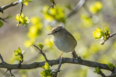 Yaygın bir chiffchaff kuşunun yakın çekimi Phylloscopus collybita, güzel bir yaz akşamında yeşil, canlı bir arka planda yumuşak bir ışık ile şarkı söylüyor..