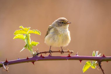 Yaygın bir chiffchaff kuşunun yakın çekimi Phylloscopus collybita, güzel bir yaz akşamında yeşil, canlı bir arka planda yumuşak bir ışık ile şarkı söylüyor..