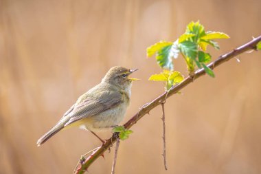 Yaygın bir chiffchaff kuşunun yakın çekimi Phylloscopus collybita, güzel bir yaz akşamında yeşil, canlı bir arka planda yumuşak bir ışık ile şarkı söylüyor..