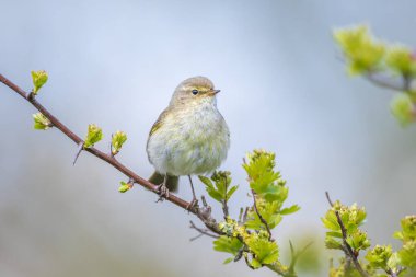 Yaygın bir chiffchaff kuşunun yakın çekimi Phylloscopus collybita, güzel bir yaz akşamında yeşil, canlı bir arka planda yumuşak bir ışık ile şarkı söylüyor..
