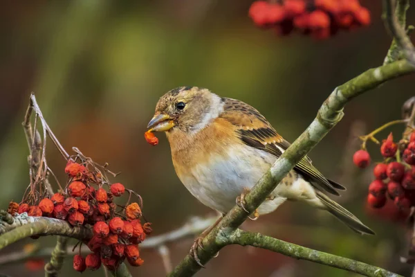 Gros Plan Oiseau Ronflant Fringilla Montifringilla Dans Plumage Hiver Nourrissant — Photo