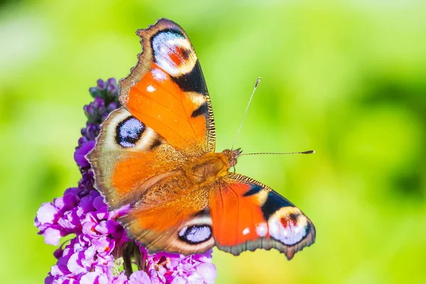 Aglais Mariposa Del Pavo Real Néctar Alimentación Arbusto Mariposa Púrpura —  Fotos de Stock