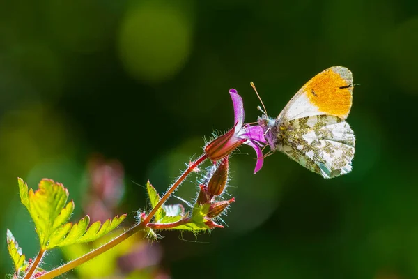 Ανθοχάρης Κάρδαμνες Πορτοκαλί Άκρη Αρσενική Πεταλούδα Τρέφεται Ροζ Λουλούδι Geranium — Φωτογραφία Αρχείου