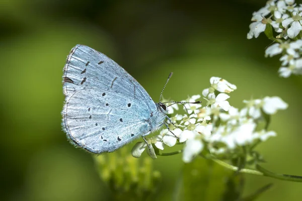 Голубая Бабочка Celastrina Argiolus Кормит Светло Голубые Крылья Бледно Серебристо — стоковое фото