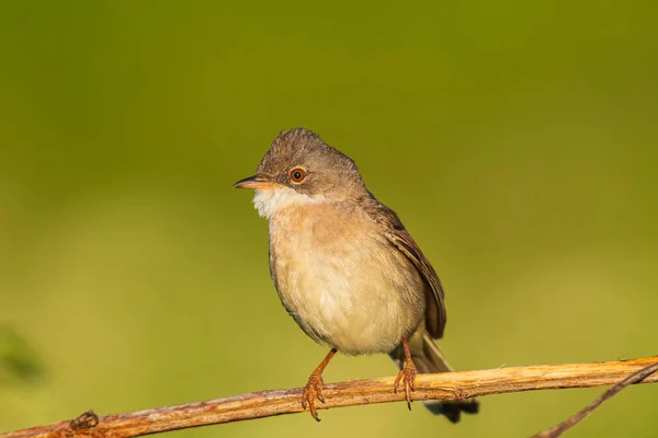 Detailní Záběr Ptáka Bělohrdého Sylvia Communis Hledající Potravu Zelené Louce — Stock fotografie