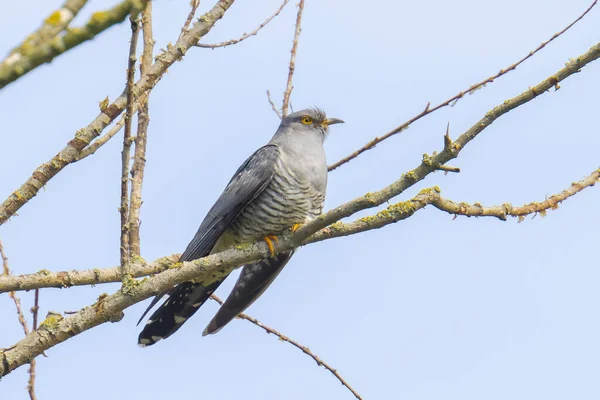 Cuco Comum Cuculus Canorus Descansando Cantando Uma Árvore Parasita Ninhada — Fotografia de Stock