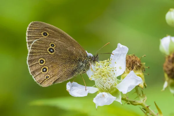 Gros Plan Papillon Annelet Aphantopus Hyperantus Reposant Dans Une Prairie — Photo