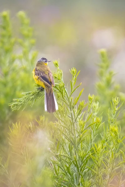 Closeup Male Western Yellow Wagtail Bird Motacilla Flava Singing Vegetation — Stock Photo, Image