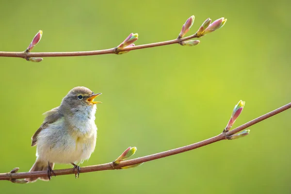 Zbliżenie Wspólnego Ptaka Szyfra Phylloscopus Collybita Śpiewającego Piękny Letni Wieczór — Zdjęcie stockowe