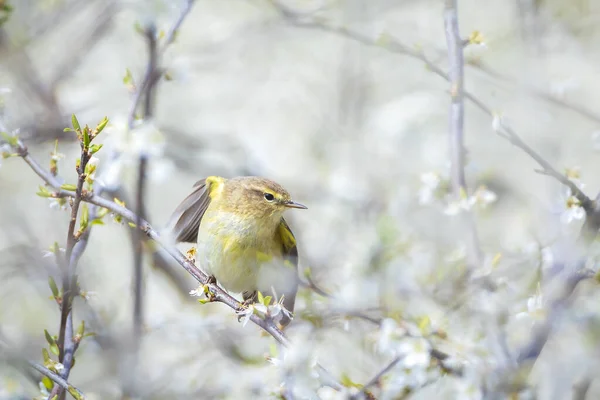 Gros Plan Oiseau Commun Phylloscopus Collybita Chantant Lors Une Belle — Photo