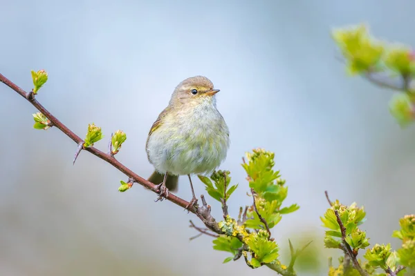 Närbild Vanlig Gräshoppa Fågel Phylloscopus Collybita Sjunga Vacker Sommarkväll Med — Stockfoto