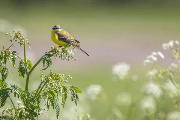 Närbild Manlig Västerländsk Gul Vagnsfågel Motacilla Flava Sjunger Vildört Aegopodium — Stockfoto