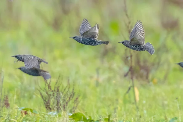 Flock Common Starling Birds Sturnus Vulgaris Migration Flight Meadow — Stock Photo, Image