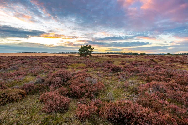 Sunset National Park Hoge Veluwe Netherlands Summer Royalty Free Stock Photos