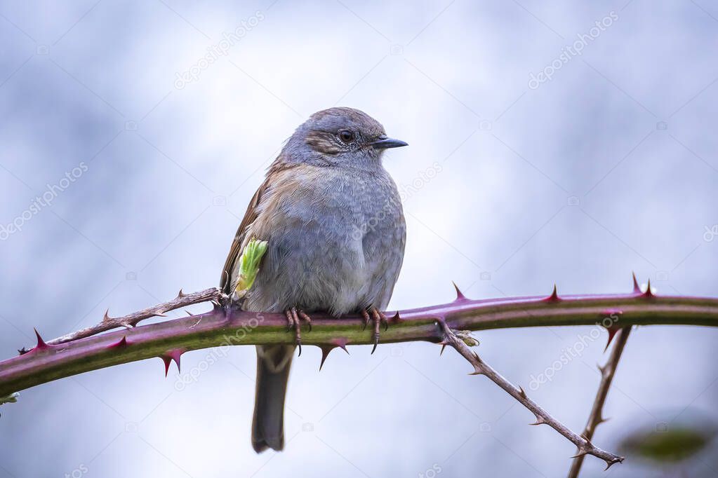 Close-up of a Dunnock, Prunella modularis, bird in a tree display and singing a early morning song during Springtime to attract a female.