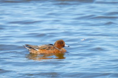 Avrasyalı bir dul, Mareca Penelope suda yüzüyor.