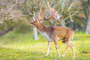 Çiftleşme mevsiminde Fallow deer Dama Dama erkek geyiği. Sonbahar güneşi ve doğa renkleri arka planda açıkça görülebilir..