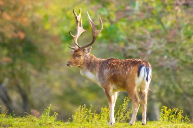 Çiftleşme mevsiminde Fallow deer Dama Dama erkek geyiği. Sonbahar güneşi ve doğa renkleri arka planda açıkça görülebilir..