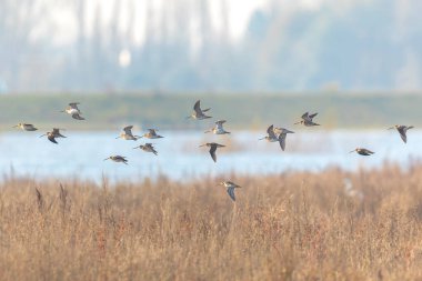 Yaygın çulluk Gallinago Gallinago Çayırda uçuyor.