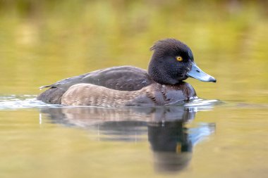 Aythya Fuligula adında bir ördeğin kışın gölde yüzüşü.