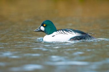 Portrait closeup of a common goldeneye male Bucephala clangula swimming on the water surface on a lake. clipart