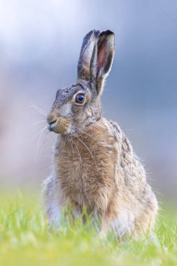 Vahşi bir Avrupa tavşanı olan lepus europaeus 'un kapanışı, Baharda çimenlerde oturması