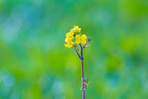 Brassica Rapa Κίτρινο Αγριολούλουδο Ανθίζει Ένα Πράσινο Λιβάδι Κατά Διάρκεια — Φωτογραφία Αρχείου