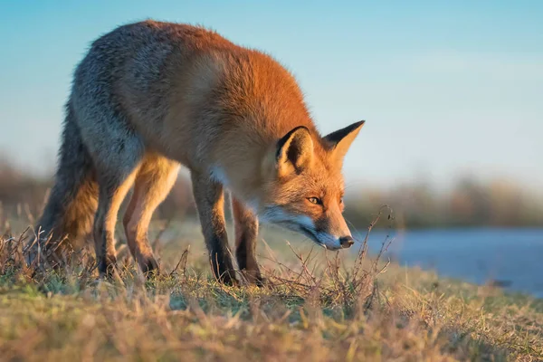 Nahaufnahme Eines Wilden Rotfuchses Geier Geier Beim Aasfressen Während Eines — Stockfoto