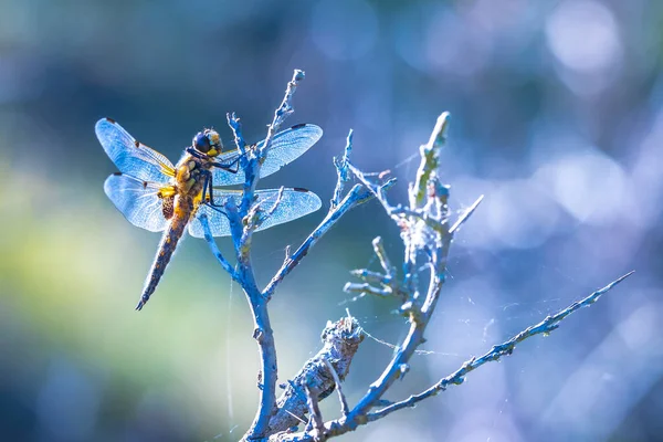 Крупный План Четырехпятнистого Преследователя Libellula Quadrimaculata Четырехпятнистой Стрекозы Отдыхающей Солнечным — стоковое фото