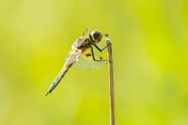 Gros Plan Chasseur Quatre Points Libellula Quadrimaculata Une Libellule Quatre — Photo