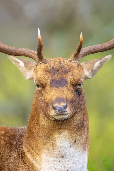 Retrato Primer Plano Ciervo Fallow Dama Dama Macho Durante Temporada — Foto de Stock