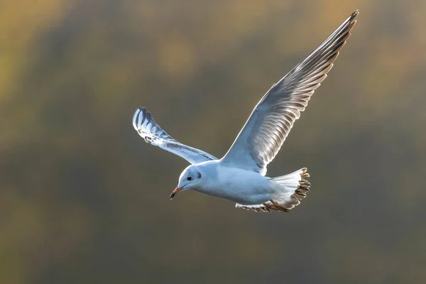 Siyah Başlı Martının Yakın Çekimi Chroicocephalus Ridibundus Uçuşta — Stok fotoğraf