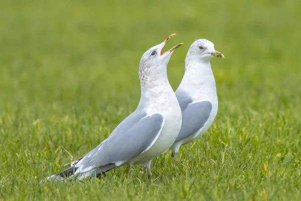 Κοινός Γλάρος Mew Gull Sea Mew Larus Canus Κατά Την — Φωτογραφία Αρχείου