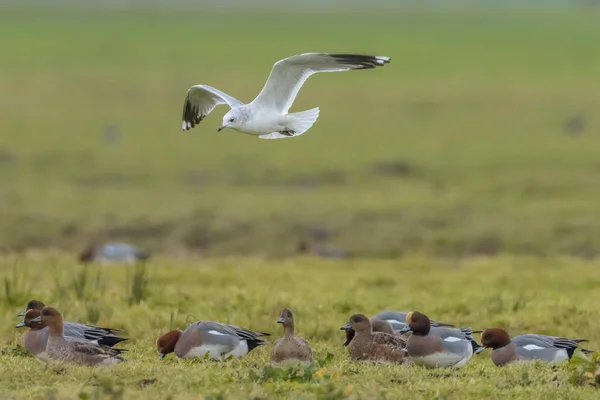 The common gull, mew gull or sea mew, Larus canus in flight