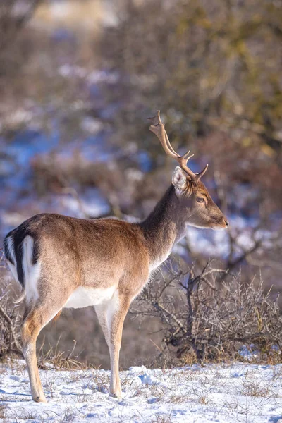 Fallow Deer Stag Dama Dama Foraging Winter Forest Snow Ice — Stock Photo, Image