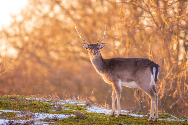 Cerf Jachère Dama Dama Recherche Nourriture Dans Neige Glace Forêt — Photo