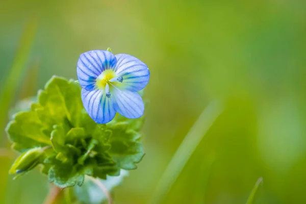 Nahaufnahme Von Veronica Persica Speedwell Blume Blaue Blütenblätter Die Während — Stockfoto