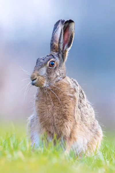野生のヨーロッパのウサギの閉鎖 Lepus Europaeus 春の間に草の中に座って — ストック写真