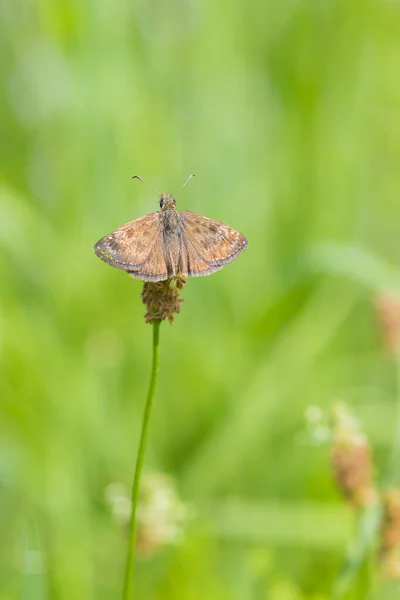 Hespérie Laiteuse Erynnis Tages Papillon Pollinisant Fleurs Lavande Pourpre — Photo