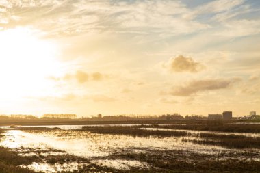 Hollanda 'daki de Nieuwe Driemanspolder adlı yeni doğa manzarasında yeni bir orman yetiştirmek için genç ağaçlar dikiyorlar.