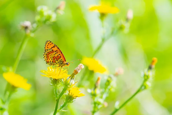 Melitaea Didyma Rotbandfritillary Oder Fleckenfritillary Schmetterling Ernährt Sich Von Blumen — Stockfoto
