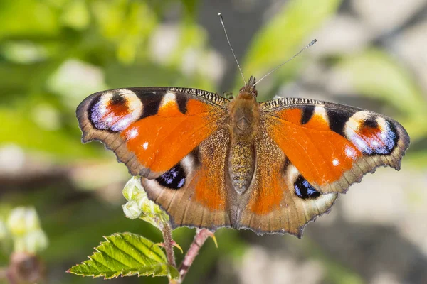 Aglais Borboleta Pavão Descansando Prado Vista Traseira Asas Abertas — Fotografia de Stock