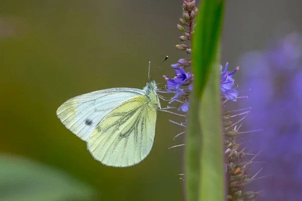 Closeup Side View Pieris Brassicae Large White Cabbage Butterfly Pollinating — Stock Photo, Image