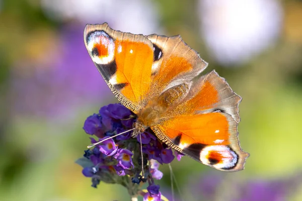 Aglais Mariposa Del Pavo Real Néctar Alimentación Arbusto Mariposa Púrpura —  Fotos de Stock