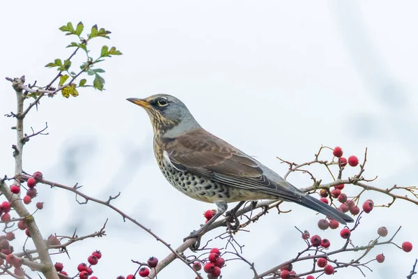 Campo Turdus Pilaris Pájaro Comiendo Bayas Arbusto Espino Durante Temporada —  Fotos de Stock