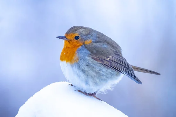 Ευρωπαϊκή Robin Erithacus Rubecula Αναζήτηση Τροφής Στο Χιόνι Όμορφο Κρύο — Φωτογραφία Αρχείου